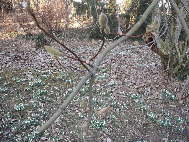 A tavasz képei - Növekvő magnólia bimbó .