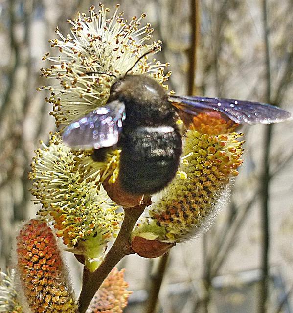 Tavaszi barangolásaim 2012 - Barkafa,amit nagyon szeretnek a méhek :-)és ez a kis fadongó is
