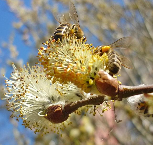 Tavaszi barangolásaim 2012 - Barkafa ....Édes mint a méz.