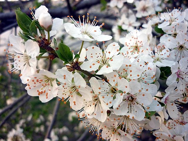 Tavaszi barangolásaim 2012 - A ringlószilvafa virágzik