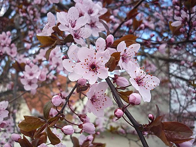 Tavaszi barangolásaim 2012 - Gyönyörű a dísz-szilva mikor virágba borul :-)