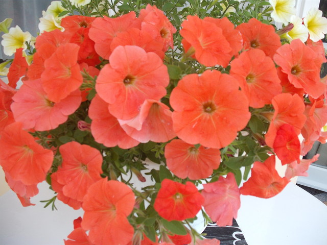 Virágaim 2012.
