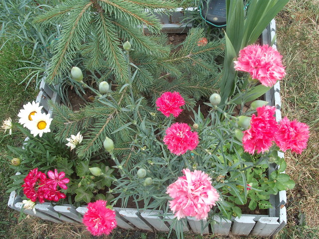 Virágaim 2012. - Szegfű