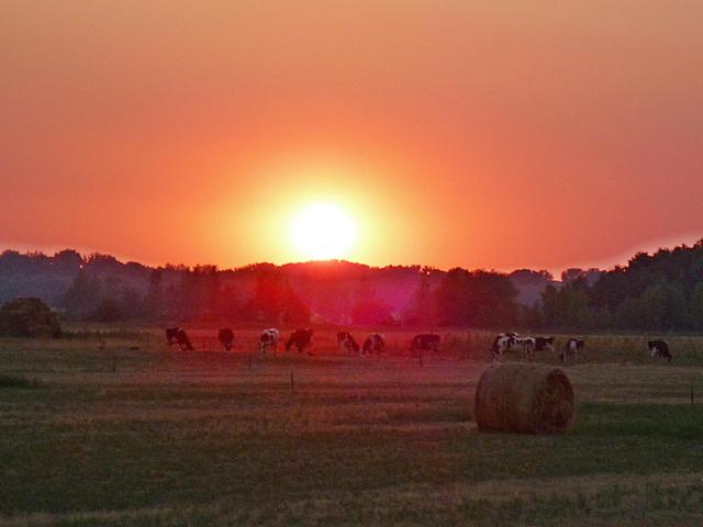 Nyári barangolásaim 2012 - Legelésző tehenek a naplementében :)