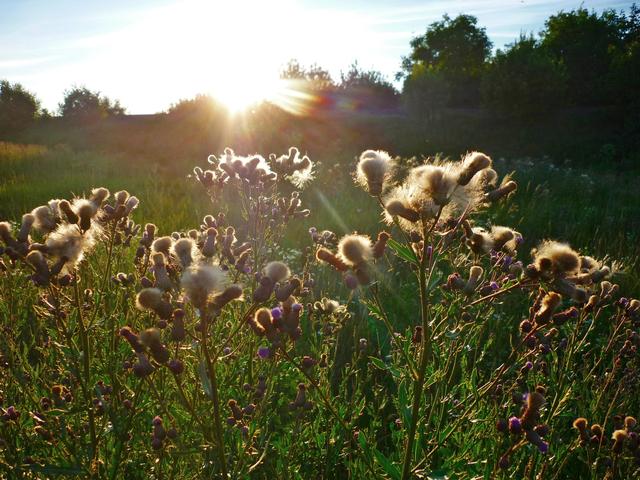 Vadvirágok - Mezei acat a naplemente fényében .....