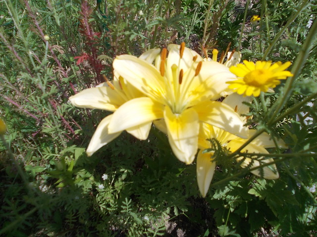 Linzi virágok - Sárga liliom