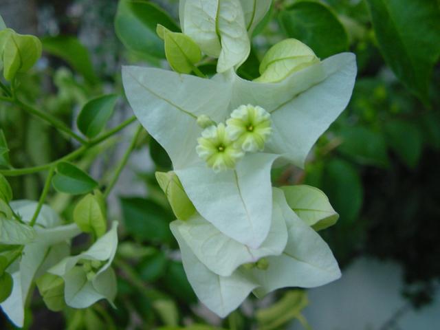 Virágok a kertemből és más növények - csodás fehér bogenwill