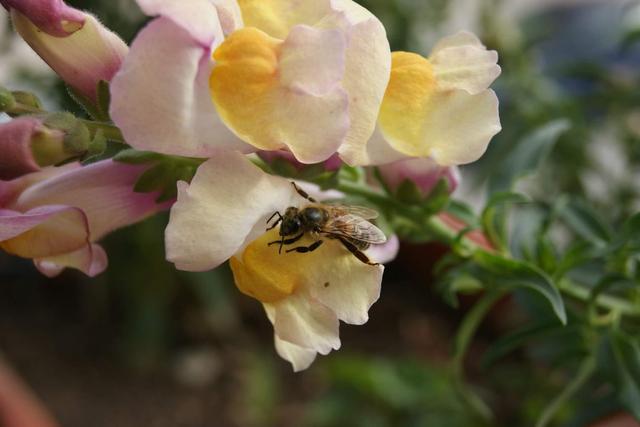 Virágok a kertemből és más növények - egy megdermedt méhecske