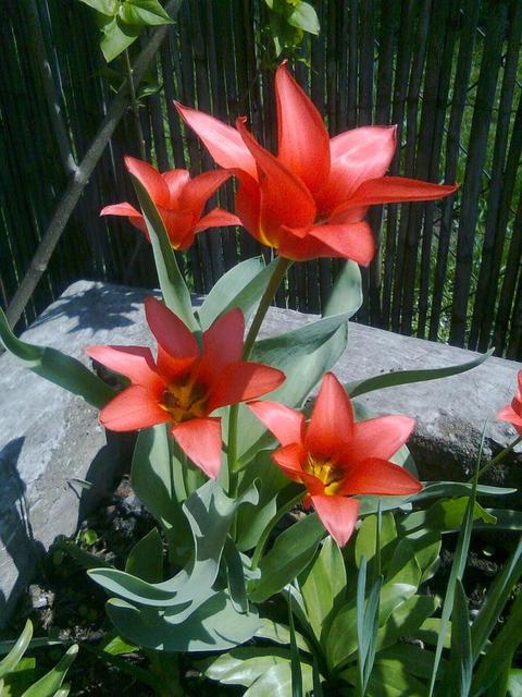 A kertemből - botanikai tulipánok