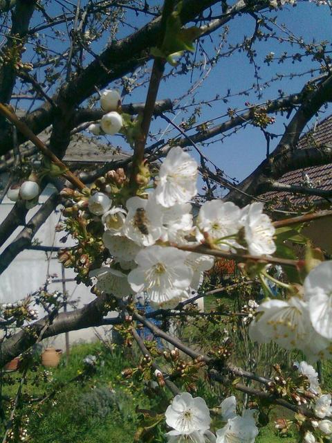 A kertemből - szorgos méh a cseresznye virágon
