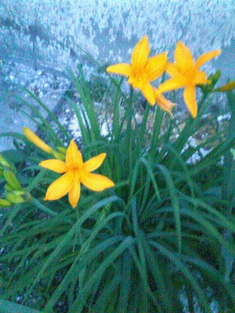 A kertemből - sárga sásliliom