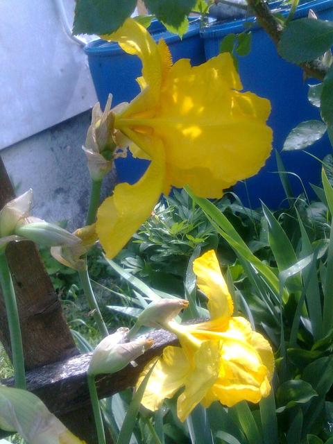 A kertemből - Sárga nőszirom