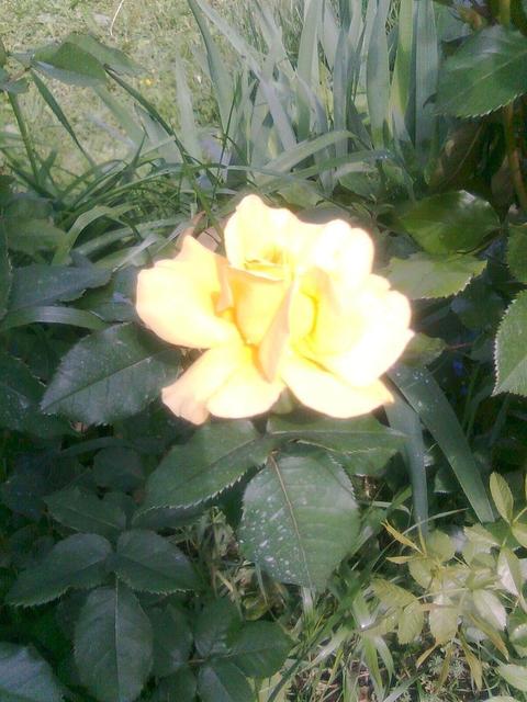 A kertemből - Fodros szélü sárga bokor rózsa