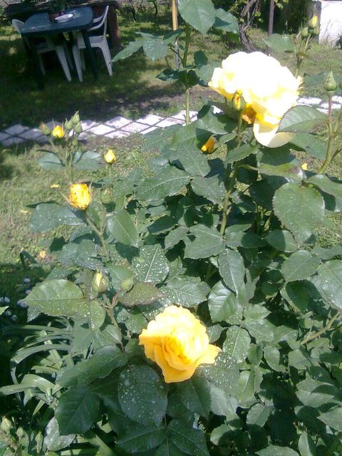 A kertemből - Sárga sövény rózsa