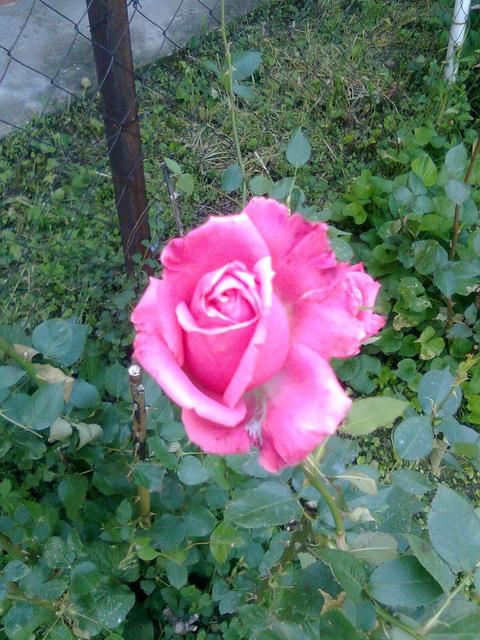 A kertemből - Bokor rózsa illatos