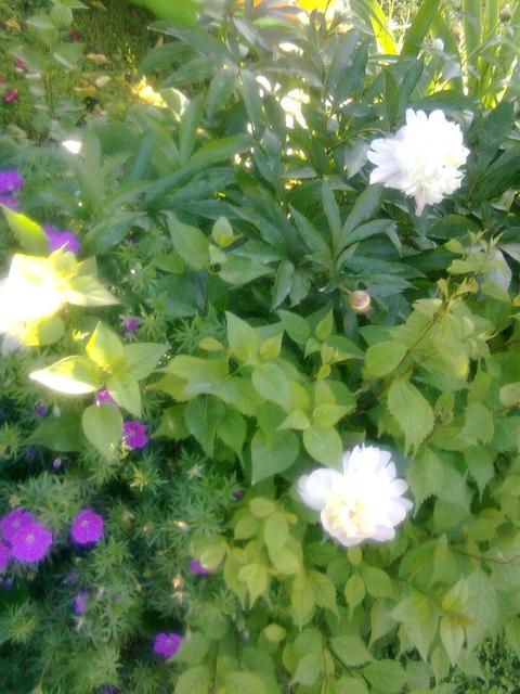 A kertemből - Pünkösdi rózsa