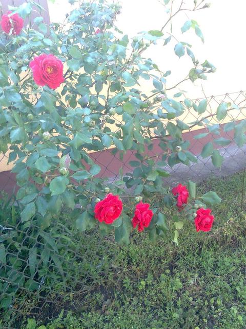 A kertemből - Vörös futó rózsa