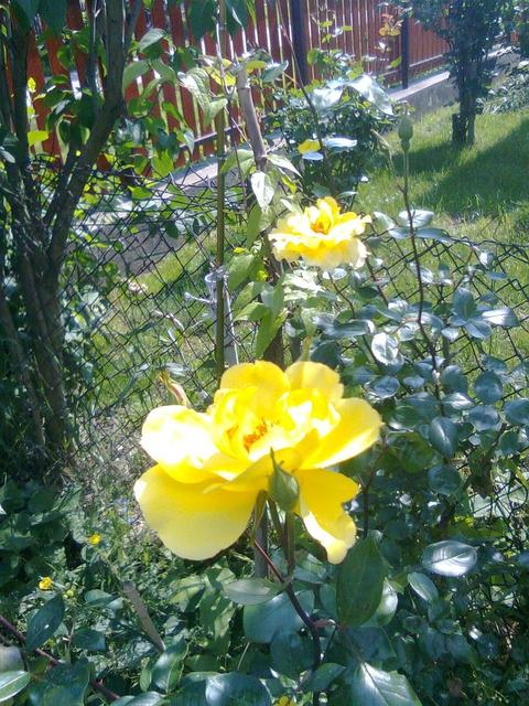 A kertemből - Fiatal sárga futó rózsa