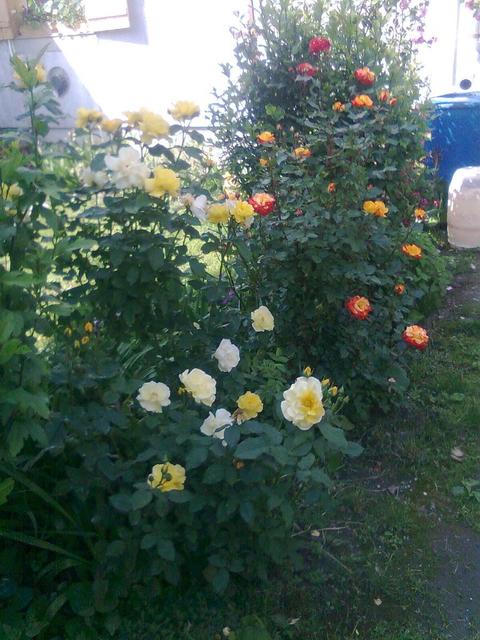 A kertemből - Sövény rózsák