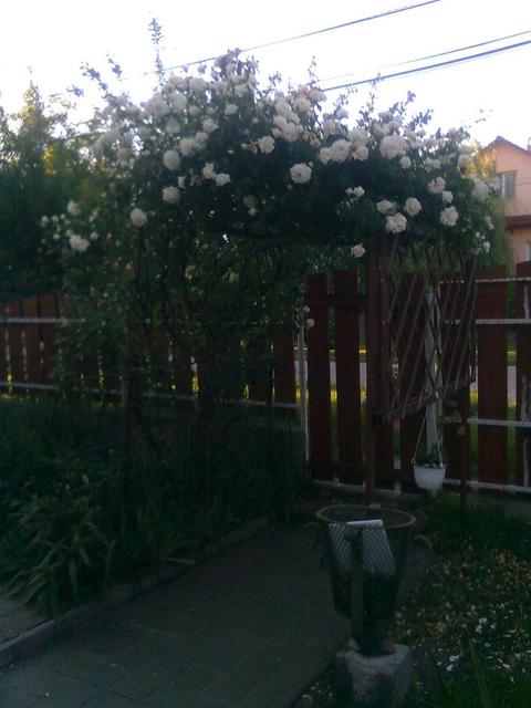 A kertemből - rózsa kapu