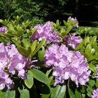 rhododendron 1