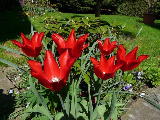 Virágaim - tulipánok