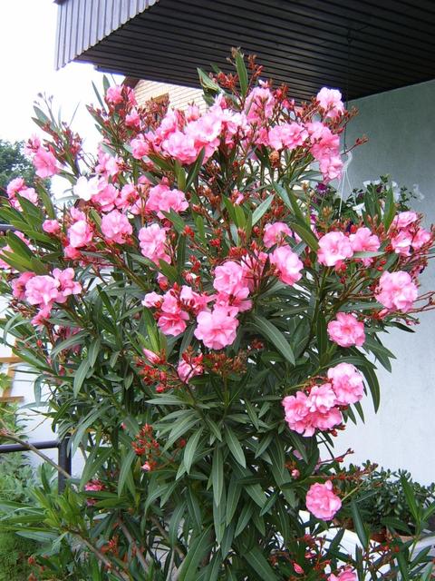 Virágaim - Oleander