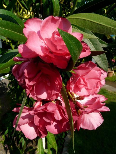 Virágaim - Oleander 2