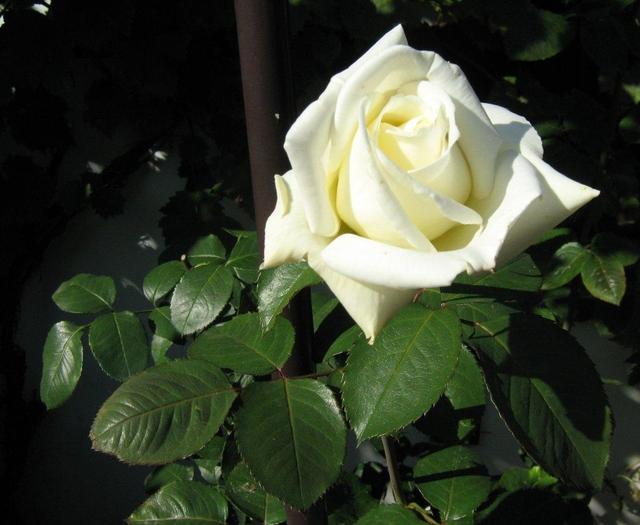 Virágaim - Fehér illatos rózsa