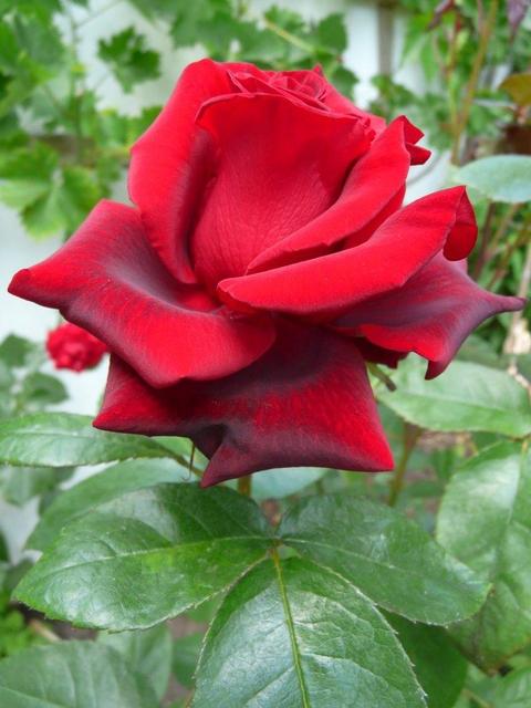 Virágaim - Bársonyos piros rózsa