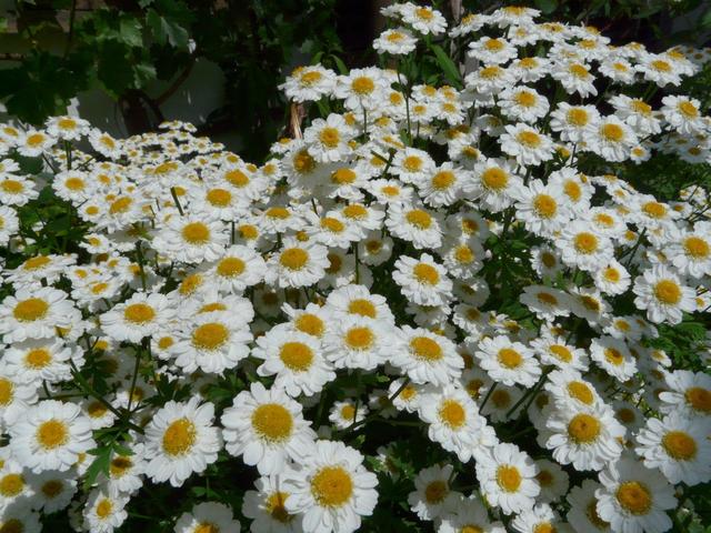 Virágaim - Sok sok fehér