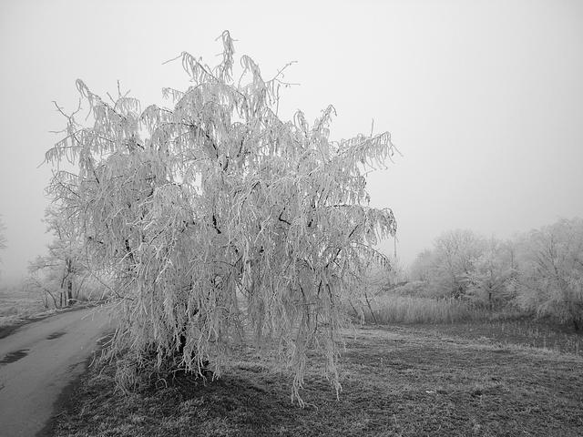 Téli barangolásaim - A csodás ezüstfa....zuzmarával......