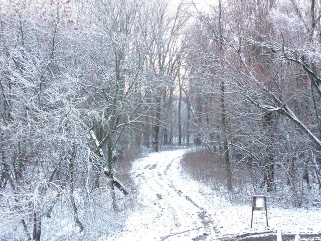 Téli barangolásaim - Befelé az erdőbe......