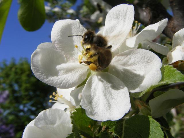 Virágok2013 - Szorgos méh