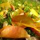 Remek fotó téma az ősz.....