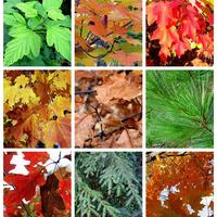 Algonquin Park őszi színei