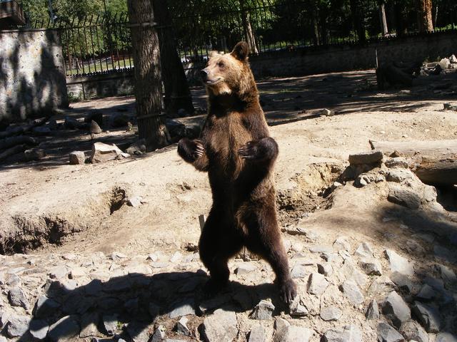 Medvék