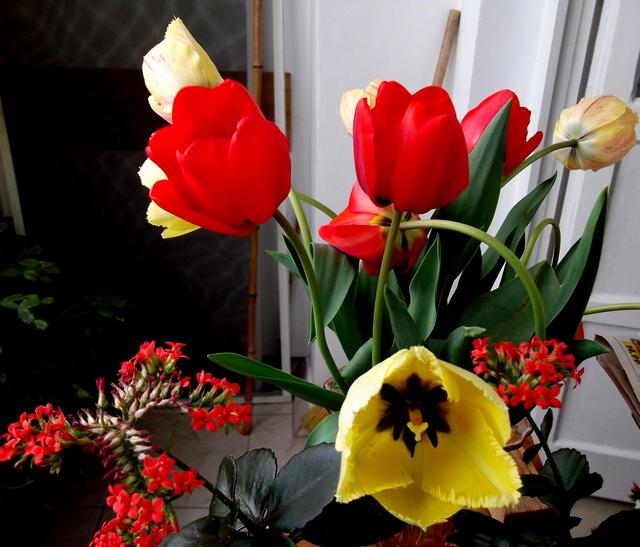 Tavaszi virágok az erkélyen 2o14