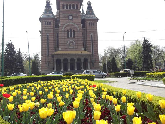 Tavaszi virágok Temesvár központjában