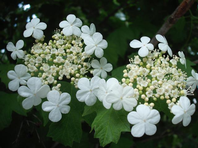 Május virágai 2015-ben
